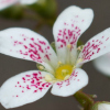 Saxifraga longifolia monarch - Abriachan Nurseries, The Garden On Loch Ness